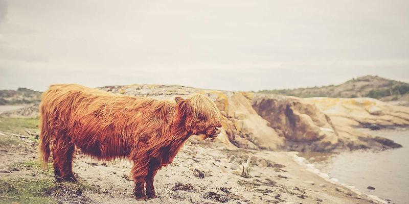 DevOps文化在IT外包团队中的植入：加速交付与提升质量的双重路径